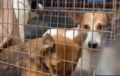 Katayan ng aso sa Bulacan sinalakay, 3 suspek timbog