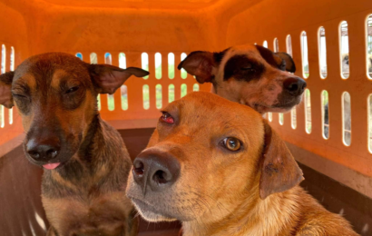 3 animal welfare offenders nabbed in Bulacan