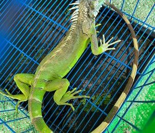 Iguana, nasagip sa Bulacan