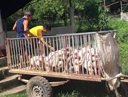 Fernando, naglabas ng EO upang pigilan ang pagpasok ng baboy sa lalawigan