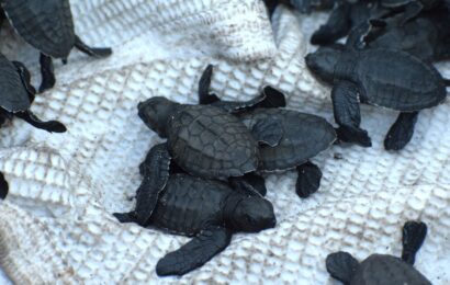 DENR marks ‘Pawikan Day’ by releasing 800 sea turtles in Zambales