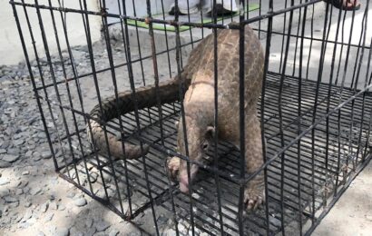 AC gov’t rescues 25 endangered animals