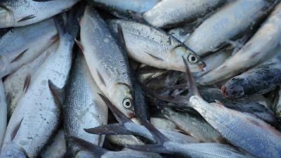 BFAR harvests 500 kg bangus from Pampanga aquaculture project