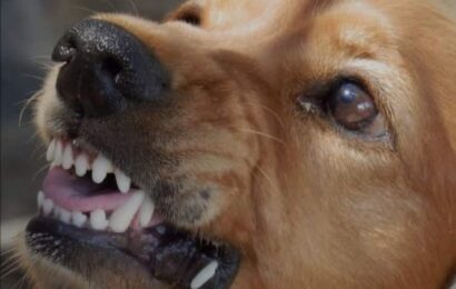 24 nasawi, 53,013 kaso ng rabies naitala sa Bulacan