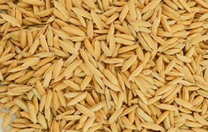 PhilRice urges farmers to plant high-quality seed varieties