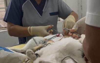 Bulacan Veterinary nakapag-kapon ng 7,514 aso at pusa, 263K  bakuna ng anti-rabies 
