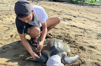 DENR leads rescue and release of sea turtle in Aurora