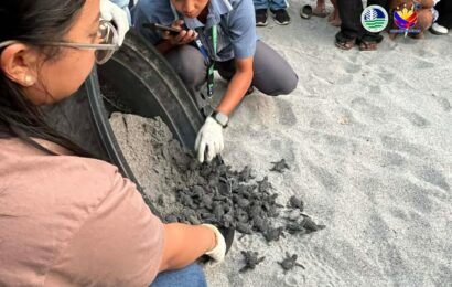 70 hatchlings ng Olive Ridley sea turtles pinakawalan sa Zambales