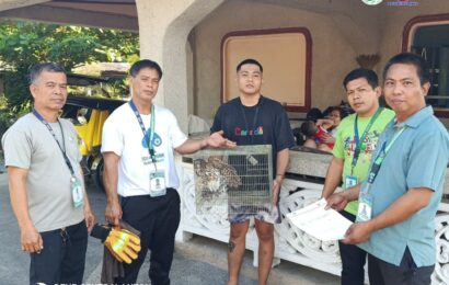 DENR rescues, releases Brown Hawk Owl in Tarlac DENR rescues, releases Brown Hawk Owl in Tarlac