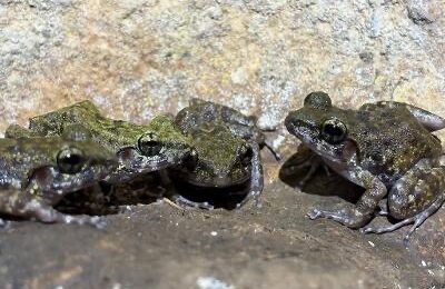 Sighting of vulnerable Biak-na-Bato limestone frog recorded in Bulacan Sighting of vulnerable Biak-na-Bato limestone frog recorded in Bulacan