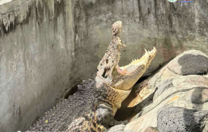 DENR Rescues Saltwater Crocodile After Concerned Citizen Reports Sighting in Pampanga